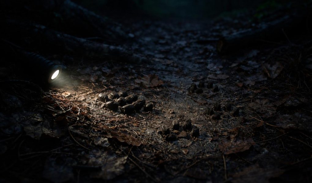 foret-nocturne-traces-crottes-animaux