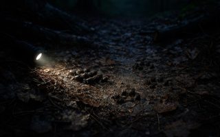 foret-nocturne-traces-crottes-animaux