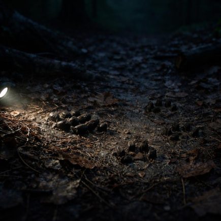 foret-nocturne-traces-crottes-animaux