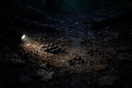 foret-nocturne-traces-crottes-animaux